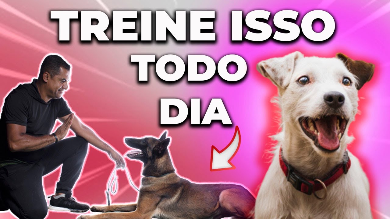 5 EXERCÍCIOS DO ADESTRAMENTO CANINO QUE VOCÊ DEVE FAZER TODOS OS DIAS