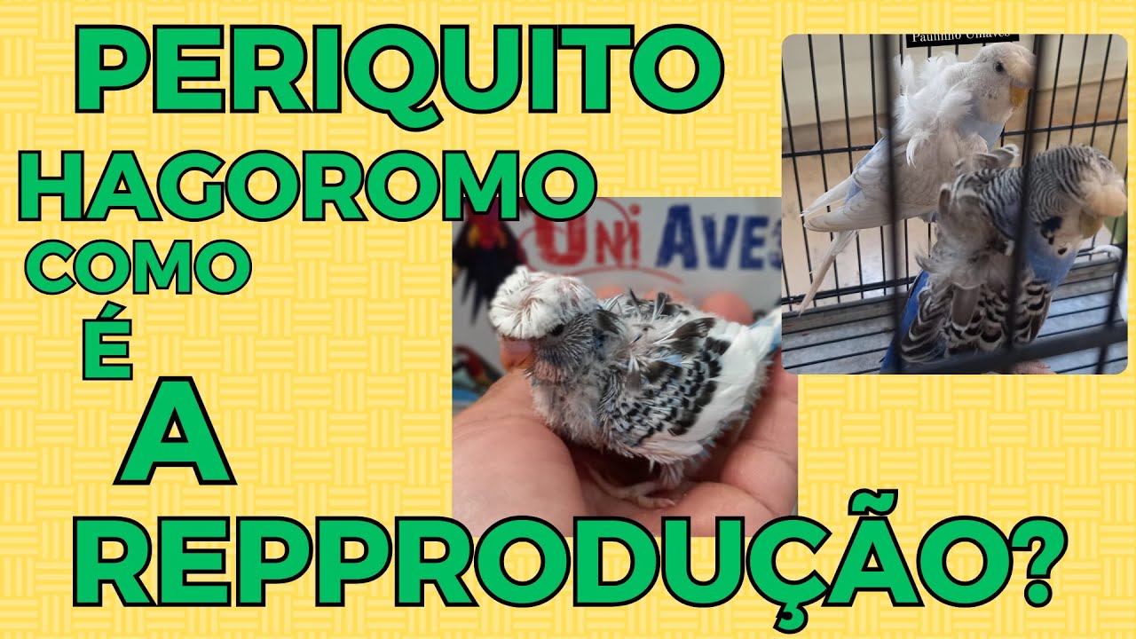 PERIQUITO HAGOROMO COMO É A REPRODUÇÃO Cortes da Live Mundo Animal BH