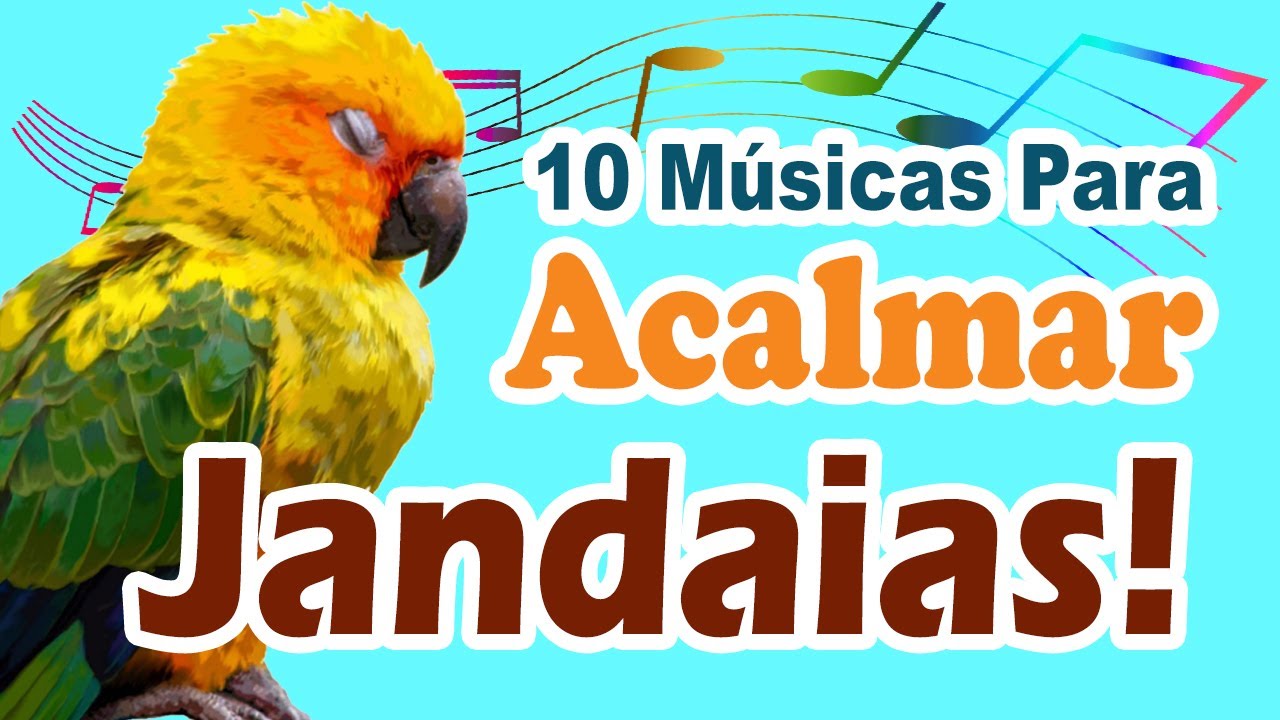 Músicas Para Amansar Jandaia Cantos Para Amansar E Acalmar Jandaia