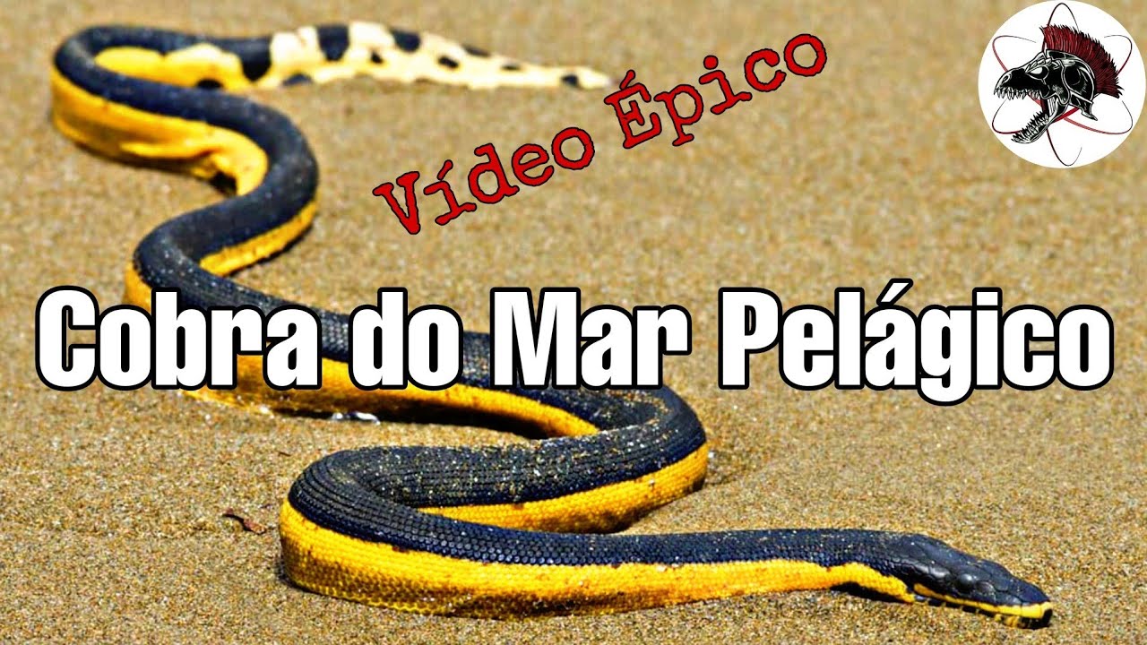 Cobra Do Mar Pel Gico Bi Logo Henrique O Bi Logo Das Cobras Mundo