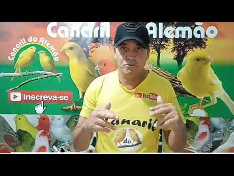 tratamentos - Muda continua manejos e tratamentos !!! - Canaril do Alemão