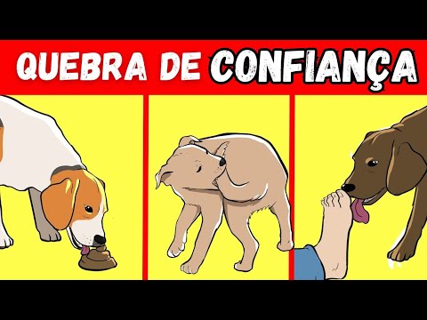 quebra - 3 COISAS QUE VOCÊ FAZ E QUEBRA O VÍNCULO DE CONFIANÇA COM SEU CACHORRO