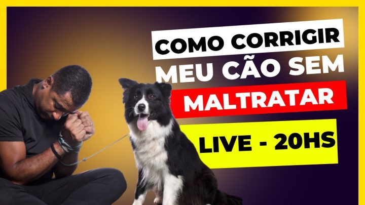 maltratar - COMO CORRIGIR MEU CÃO SEM MALTRATAR ELE?