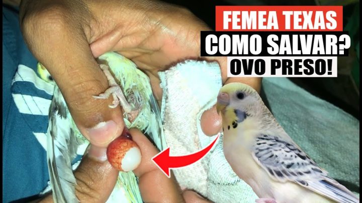 agir!🥚🐦 - Emergência: OVO PRESO em Periquitos Australianos - Saiba Como Agir!🥚🐦