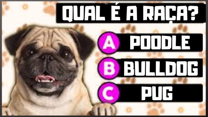 adivinhe - QUANTAS RAÇAS CONSEGUE? ADIVINHE QUAL É A RAÇA DO CACHORRO.