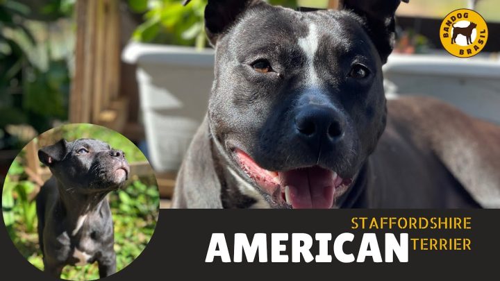 staffordshire - Vamos falar de AMERICAN STAFFORDSHIRE TERRIER!