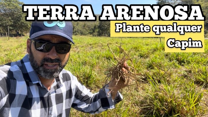 arenosos - CAPIM PARA SOLOS ARENOSOS | SAIBA PORQUE VOCÊ PODERÁ PLANTAR QUALQUER UM