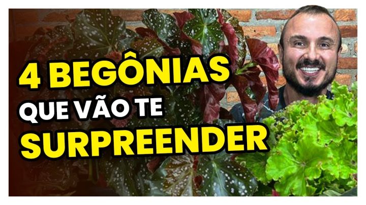 begÔnias - Conheça 4 begônias novas que vão te surpreender | Aprenda como cultivar