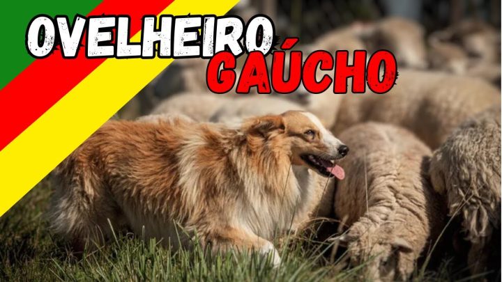 gaÚcho - Conheça a Raça Ovelheiro Gaúcho