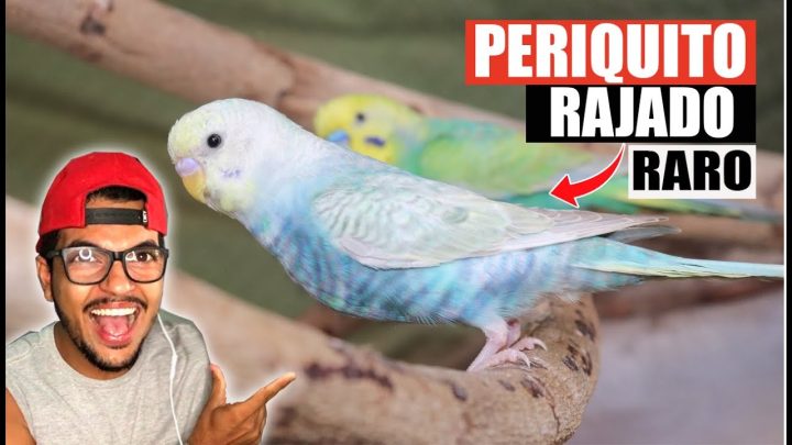 rajado - Conheça meu NOVO Periquito RARO | Periquito australiano RAJADO