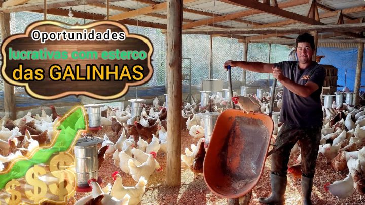 vídeo‼️🚨procedimentos - Não passe esse vídeo‼️🚨Procedimentos FUNDAMENTAIS na limpeza do galinheiro! 🐓🐓🐓