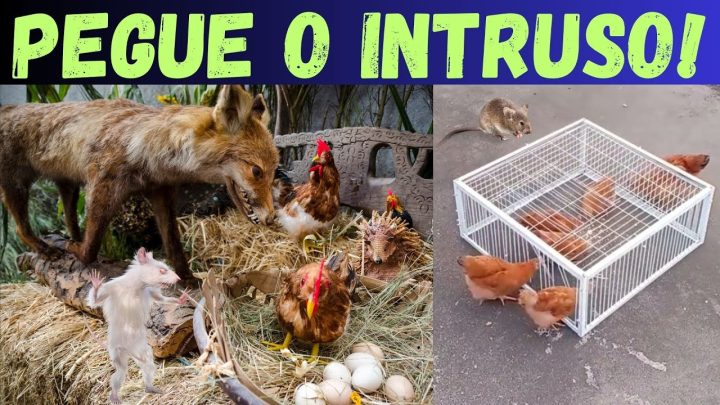 livre-se - ARMADILHAS para ROÇA. Livre-se dos intrusos!