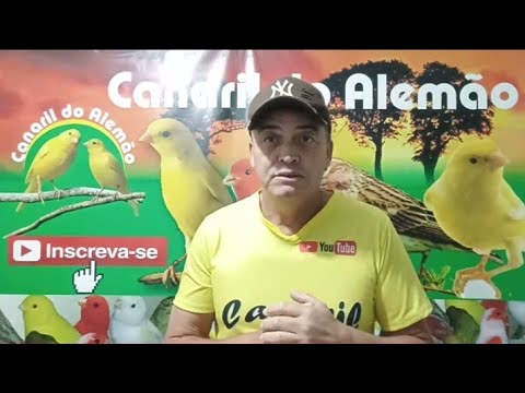 importantíssimo - Muda de bico dos canários!!! Importantíssimo entender - Canaril do Alemão