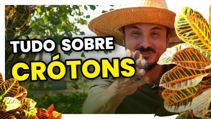 crÓton - Tudo sobre o CRÓTON | Como cultivar, adubar e podar