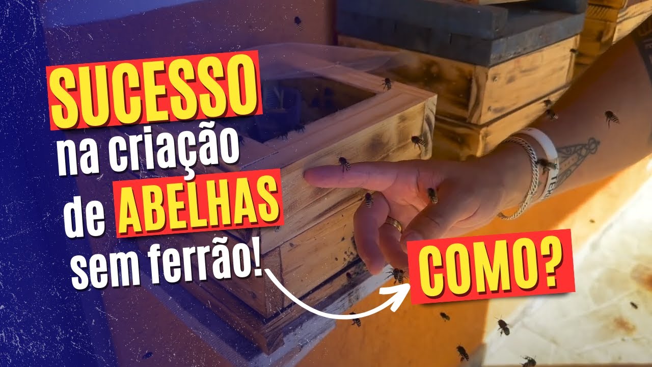 Descubra Como Temos Sucesso Na Criação De Abelhas Sem Ferrão