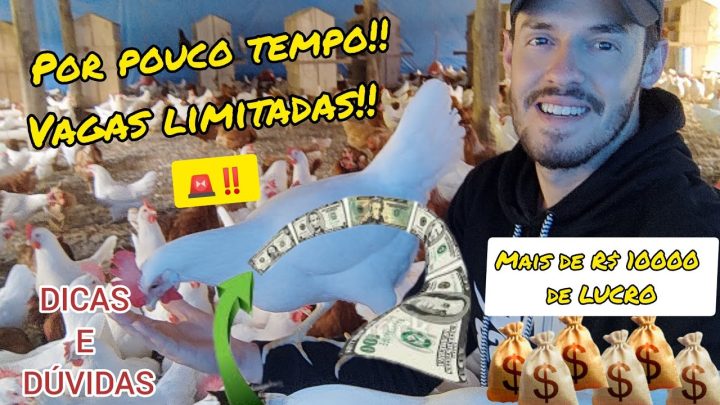 galinhas.🐓💸💸💸 - VÍDEO TEMPORÁRIO: COMO FAZER DINHEIRO CRIANDO GALINHAS.🐓💸💸💸