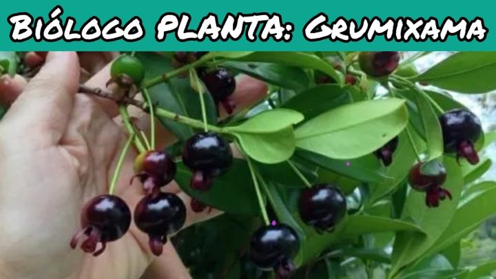 brasiliensis - Biólogo PLANTA: Grumixama, Eugenia brasiliensis, Grumixameira.