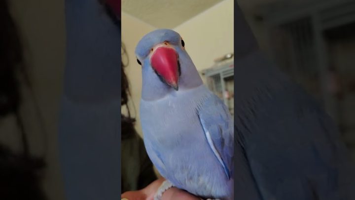 (kiwi) - Indian Ringneck Parrots talking (Kiwi)