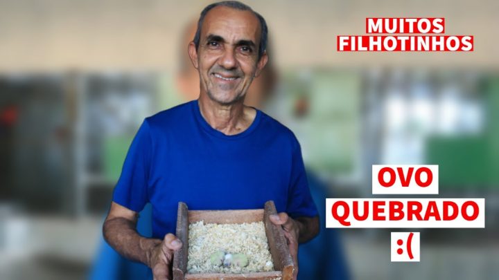 quebrou - CONSEGUI VER O NINHO DA MINHA CALOPSITA E O LÓRIS QUEBROU O OVO