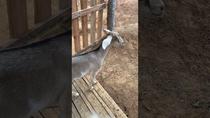 cabritinhas - Tratando das Cabritinhas