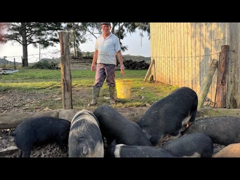 padilha - CRIANDO PORCO COMO ANTIGAMENTE- CESAR PADILHA