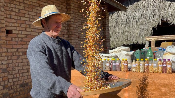 milhos - PARAÍSO DOS MILHOS ANTIGOS - ONDE TEM MILHO TEM FARTURA NA ROÇA - SEU GERSON