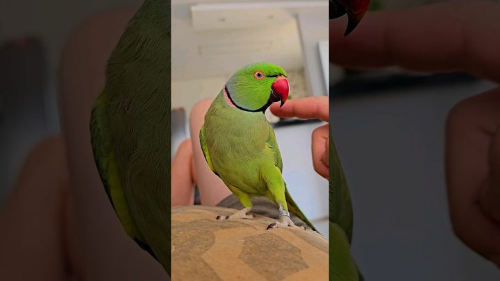 birds - Ring neck falando #aves #ringneck #birds #cocktail #cockatiel #calopsita #lovebirds #bird #cocktail