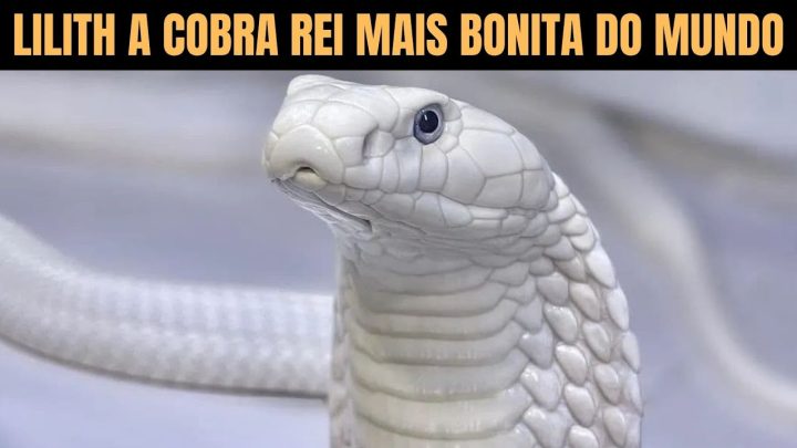 @newenglandreptile - Lilith a Cobra Rei mais bonita do mundo @NewEnglandReptile | Biólogo Henrique | King Cobra