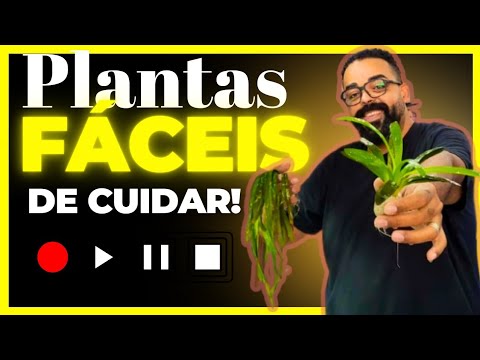 lowtech - COLOQUEI UMAS PLANTAS lowtech no meu aquário Sagittaria platyphylla