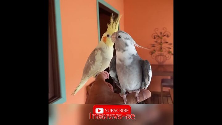 world’s - Calopsita Melhor Pet do Mundo World's Best Pet Cockatiel