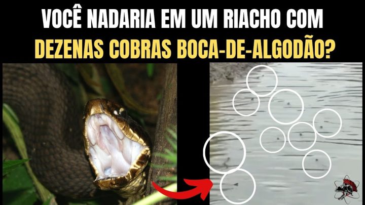 nadaria? - Você nadaria em um riacho com dezenas cobras boca-de-algodão? | Biólogo Henrique