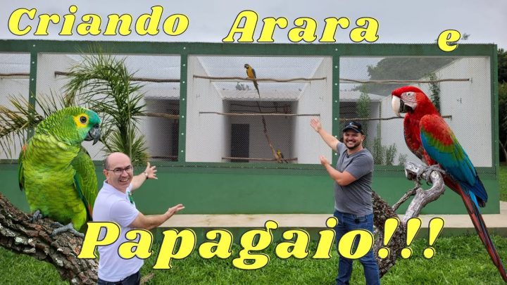 rafael! - CRIAÇÃO FANTÁSTICA DE ARARAS E PAPAGAIOS NO RAFAEL FONSECA!!!