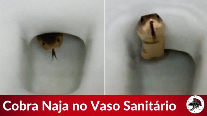 sanitário - Cobra Naja no Vaso Sanitário | Biólogo Henrique o Biólogo das Cobras