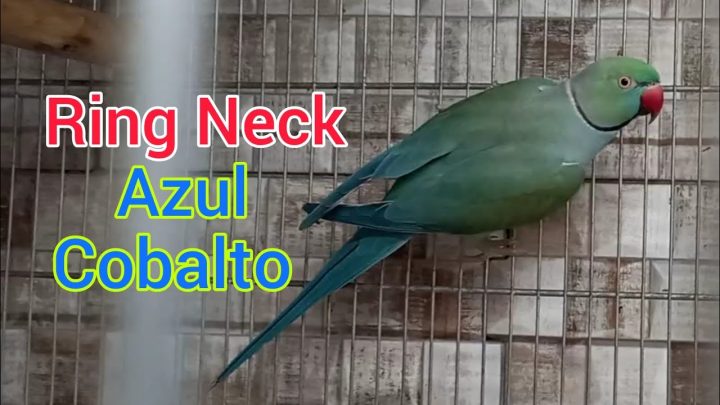 turquesa - Ring Neck Cobalto Turquesa. Parrot Ring Neck Blue Cobalt