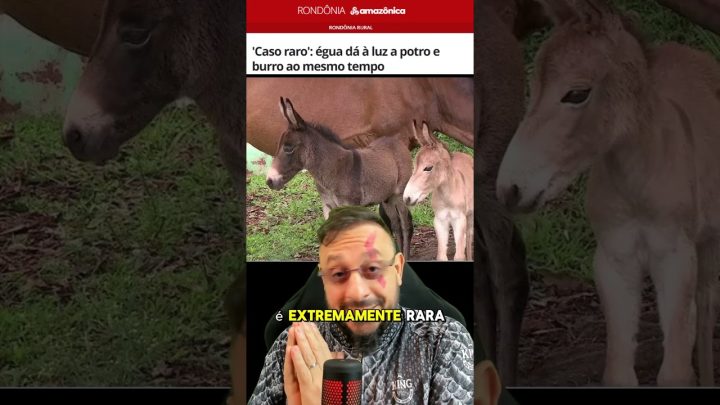 potro - Égua dá à luz a potro e burro ao mesmo tempo; entenda