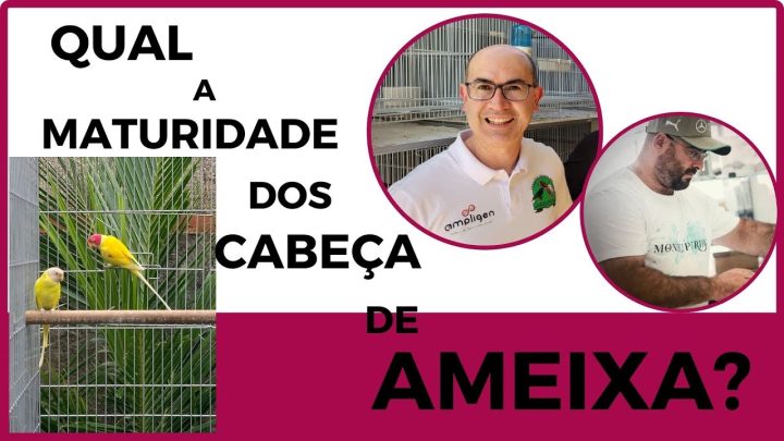 ameixa?cortes - QUAL A MATURIDADE DOS CABEÇA DE AMEIXA?Cortes da Live.