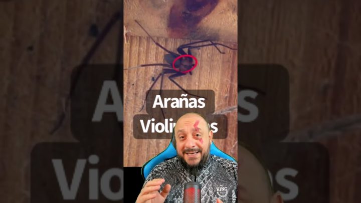 caçada - Aranha marrom caçada por aranha pernuda, controle biológico de Aranha violinista