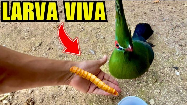 larvas - Dando Larvas de Temebrio Molitor VIVA para as AVES e PEIXES | DESPEDIDA | Aves Recriar