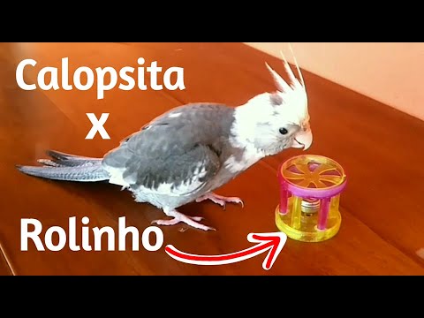 rolinho? - Calopsita Brincando c/ Rolinho de Gato. Cockatiel Playing