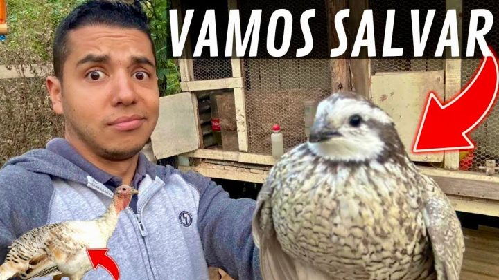 salvando - Novidade Cisne Negro | Perdas na criação | Salvando as codornas Bob White | Aves Recriar