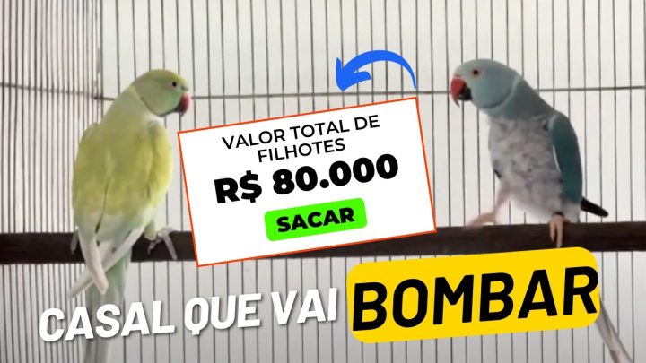 mais - O CASAL QUE EU APOSTO QUE VAI RENDER MAIS DE R$80MIL NESTA TEMPORADA