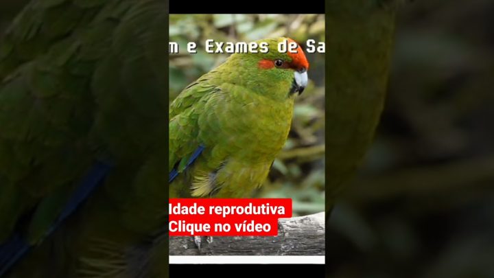 reprodutiva - idade reprodutiva #criação #aves #parrot