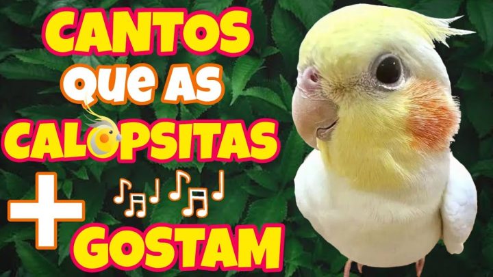 aprendem - Os 4 CANTOS que as CALOPSITAS Mais gostam e aprendem! Top 4 CANTOS que Elas Adoram! 🎶🦜