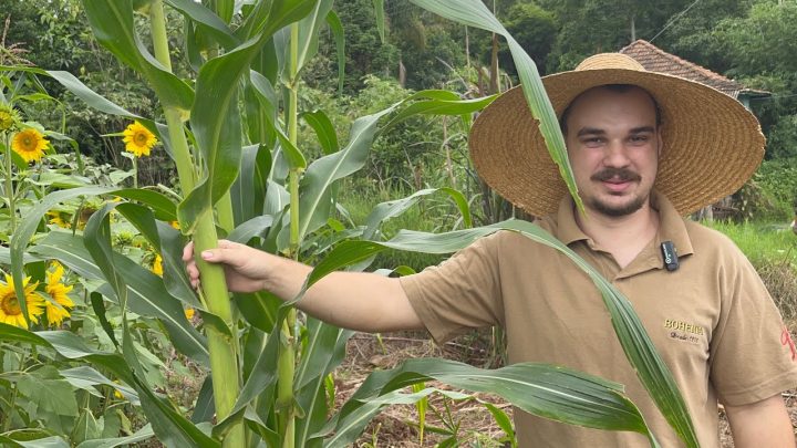 milhos - NA ROÇA SAMUEL COM SUA PLANTAÇÃO DE MILHOS ANTIGOS