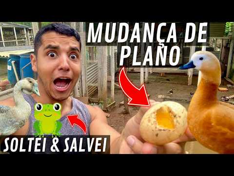 salvando - Problema com Cisne | Salvando Sapo | Novidades Marrecos e Tadorna | soltando a Gansa | Aves Recriar