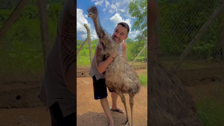 ave!!! - EMU AUTRALIANO, uma ave GIGANTE e muito dócil! #vidanaroça #sitio #aves #avesornamentais