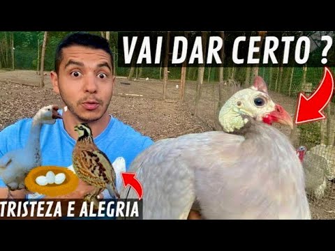 opalina! - Fatalidade na Criação | Chegada de nova galinha da Angola Opalina | ovoscopia | Aves Recriar