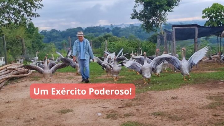 exército - Vlog 191 - Um Exército de Aves | Okiama No Sítio