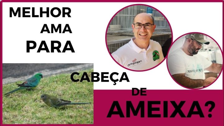 ameixa?cortes - QUAL MELHOR AMA PARA CABEÇA DE AMEIXA?Cortes da Live.