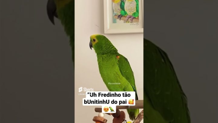 #animals - Já viu um papagaio cantando Pagode? #parrot #papagaio #pets #parrots #birds #animals